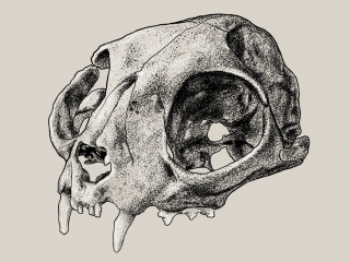 Cat skull dotwork