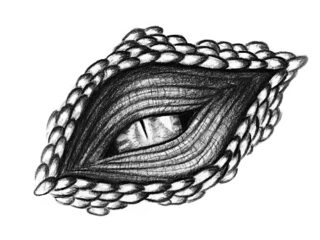 Dragon eye