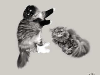 Cats