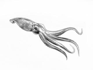 Squid