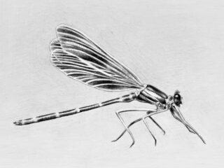 Dragonfly