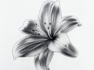 Lily flower
